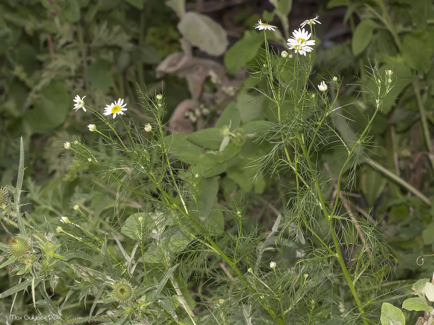 Изображение особи Tripleurospermum inodorum.