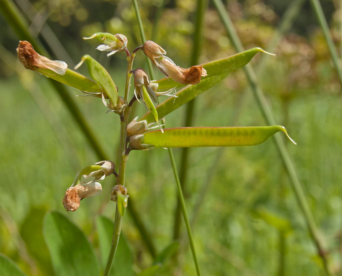 Image of Lathyrus pisiformis specimen.