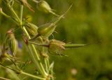 Geranium pratense. Незрелые плоды. Пермский край, Кунгурский р-н, долина р. Ирень в р-не урочища Кокуй, правый берег, луг. 22 июля 2017 г.