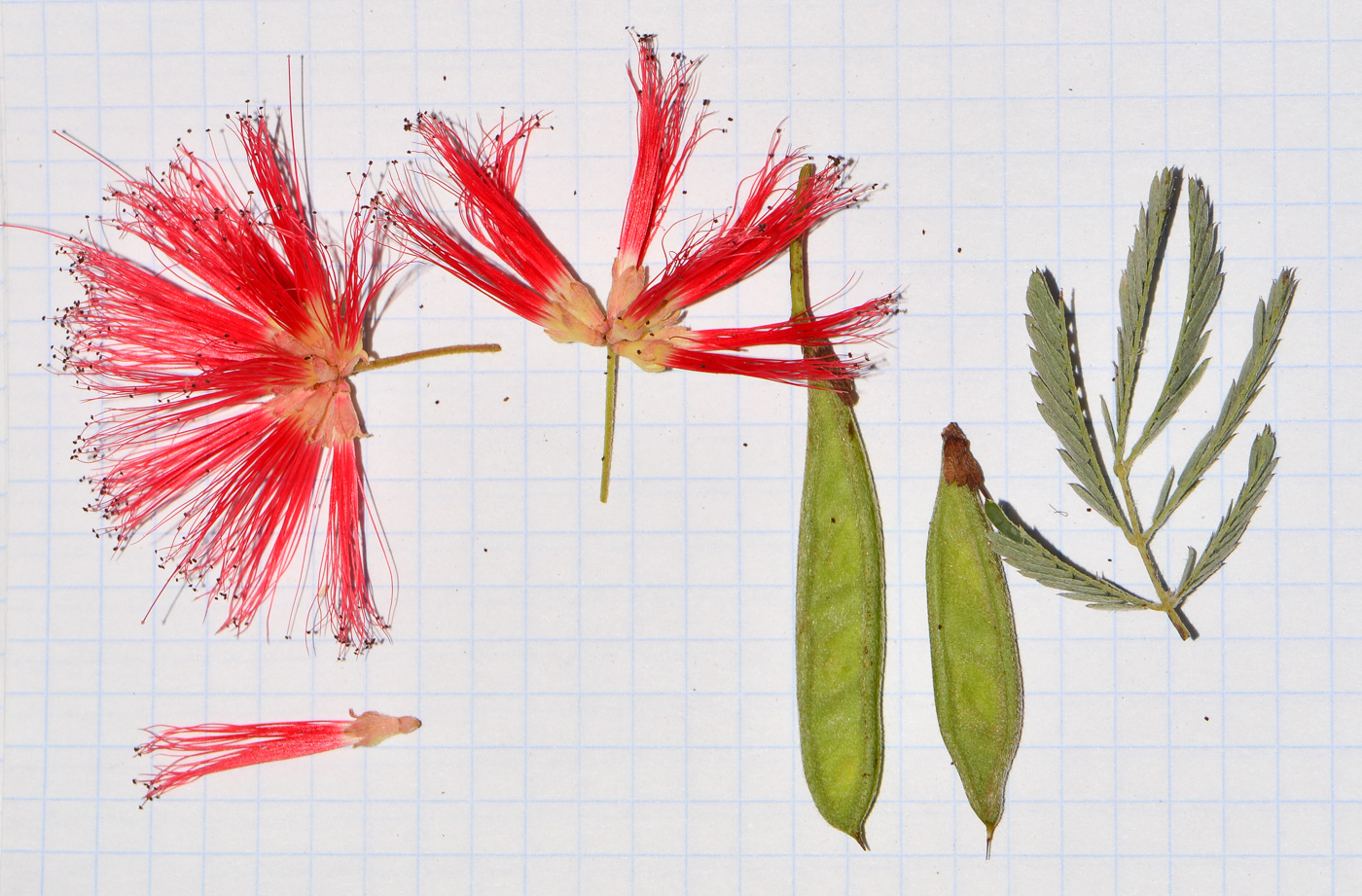 Image of Calliandra californica specimen.