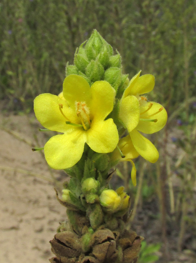 Изображение особи Verbascum thapsus.