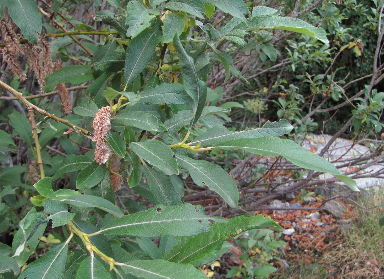 Image of genus Salix specimen.