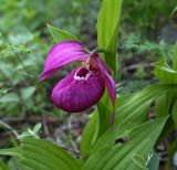 Cypripedium macranthos