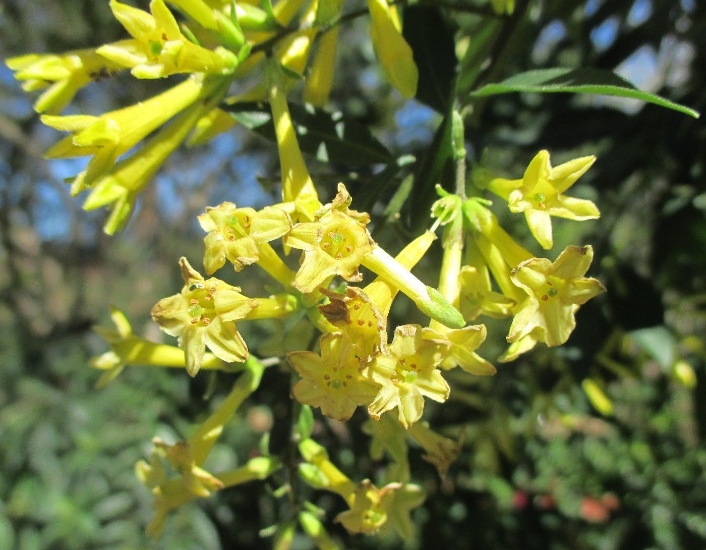 Изображение особи Cestrum parqui.