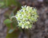 Hylotelephium ruprechtii