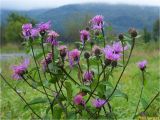 Centaurea carpatica