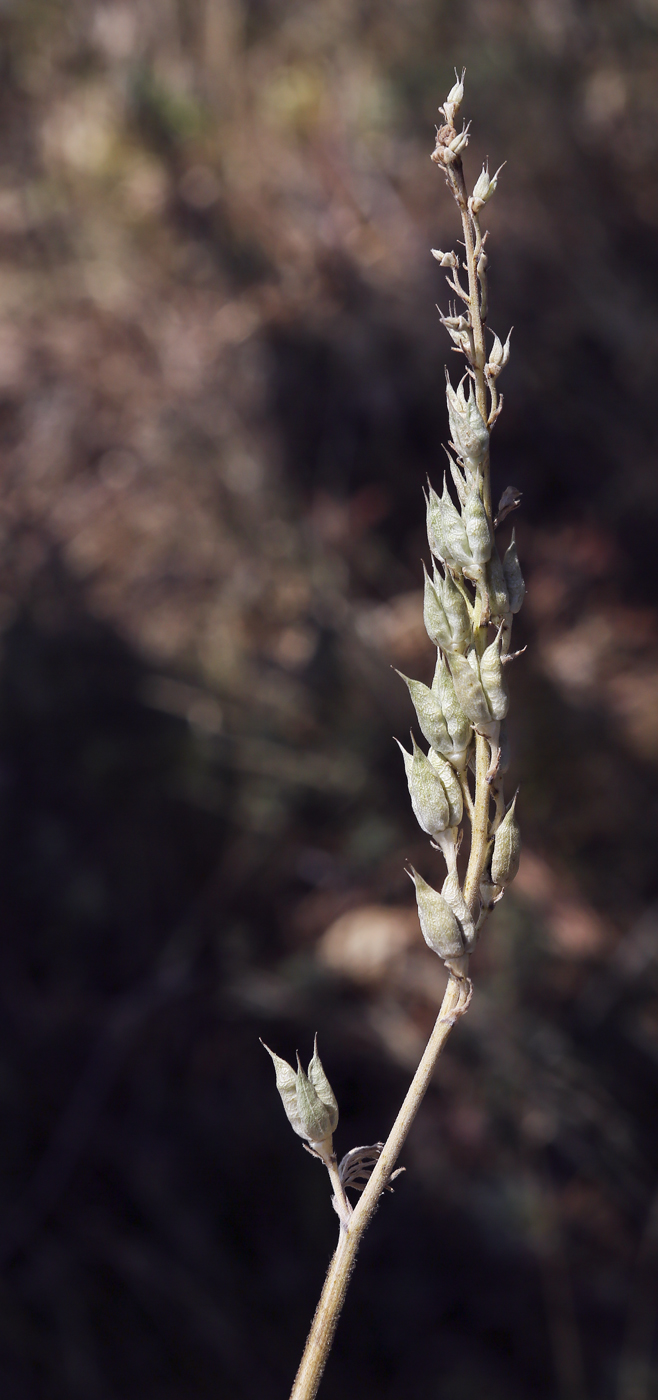 Image of Delphinium fissum specimen.