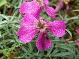 Dianthus repens. Цветок в каплях от тумана с сидящей мухой. Магаданская обл., окр. г. Магадан, мыс Островной, на приморском склоне сопки. 01.08.2011.