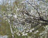 Prunus domestica. Ветви цветущего растения. Московская обл., г. Железнодорожный. 03.05.2010.