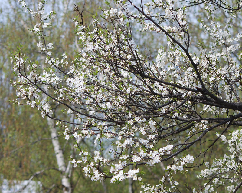 Image of Prunus domestica specimen.