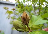 Hibiscus syriacus. Созревающие плоды. Ставропольский край, г. Невинномысск, территория гостиничного комплекса, в культуре. 17.10.2017.