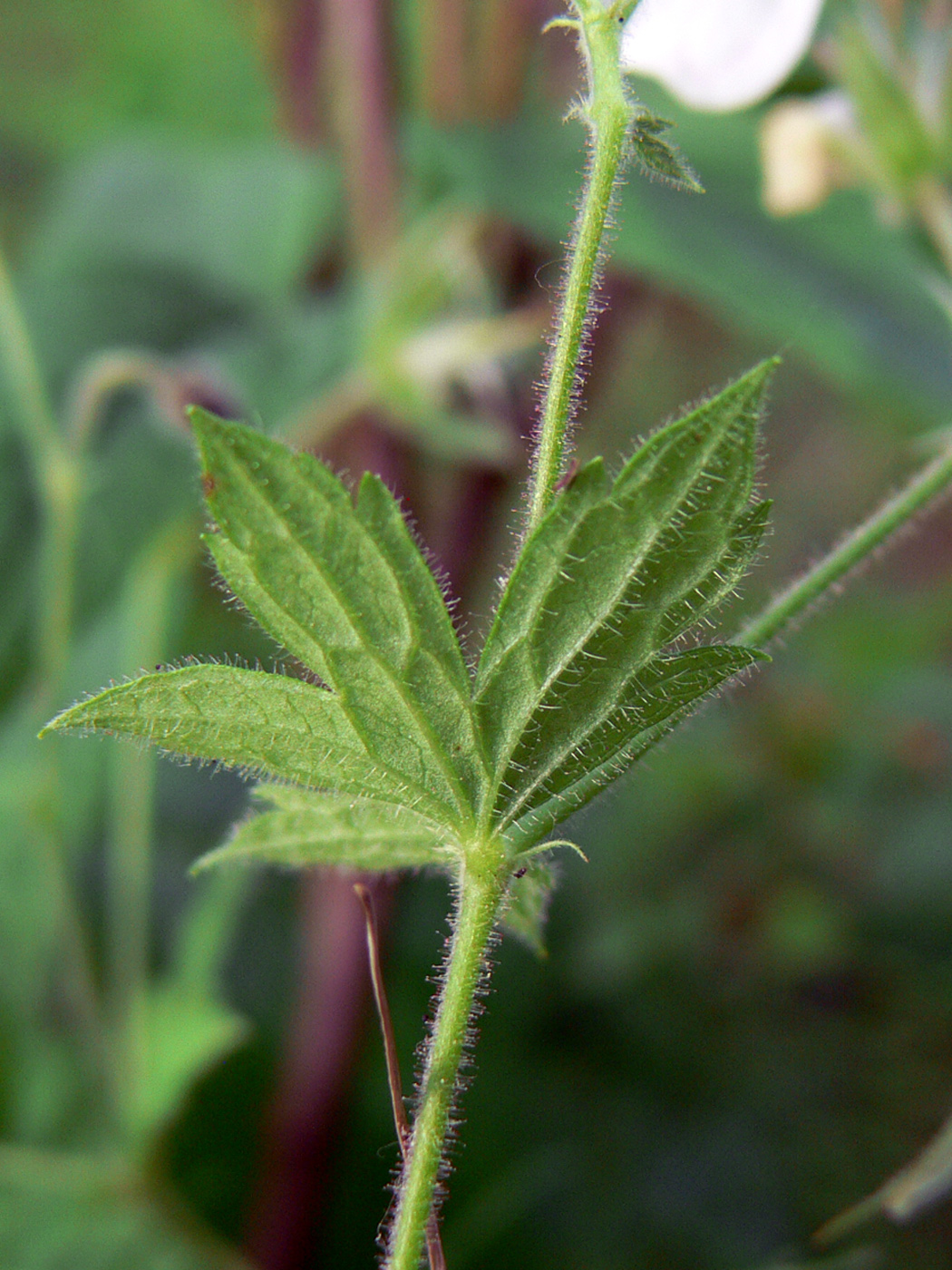 Image of Geranium krylovii specimen.