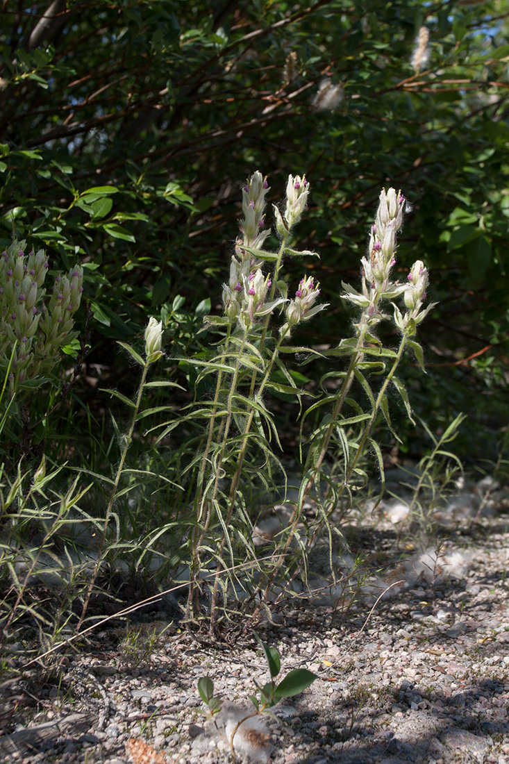 Image of Castilleja lapponica specimen.