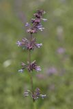 Salvia verticillata. Соцветие. Башкортостан, Гафурийский р-н, окр. дер. Ташлы, щебнистый склон горы. 02.09.2017.