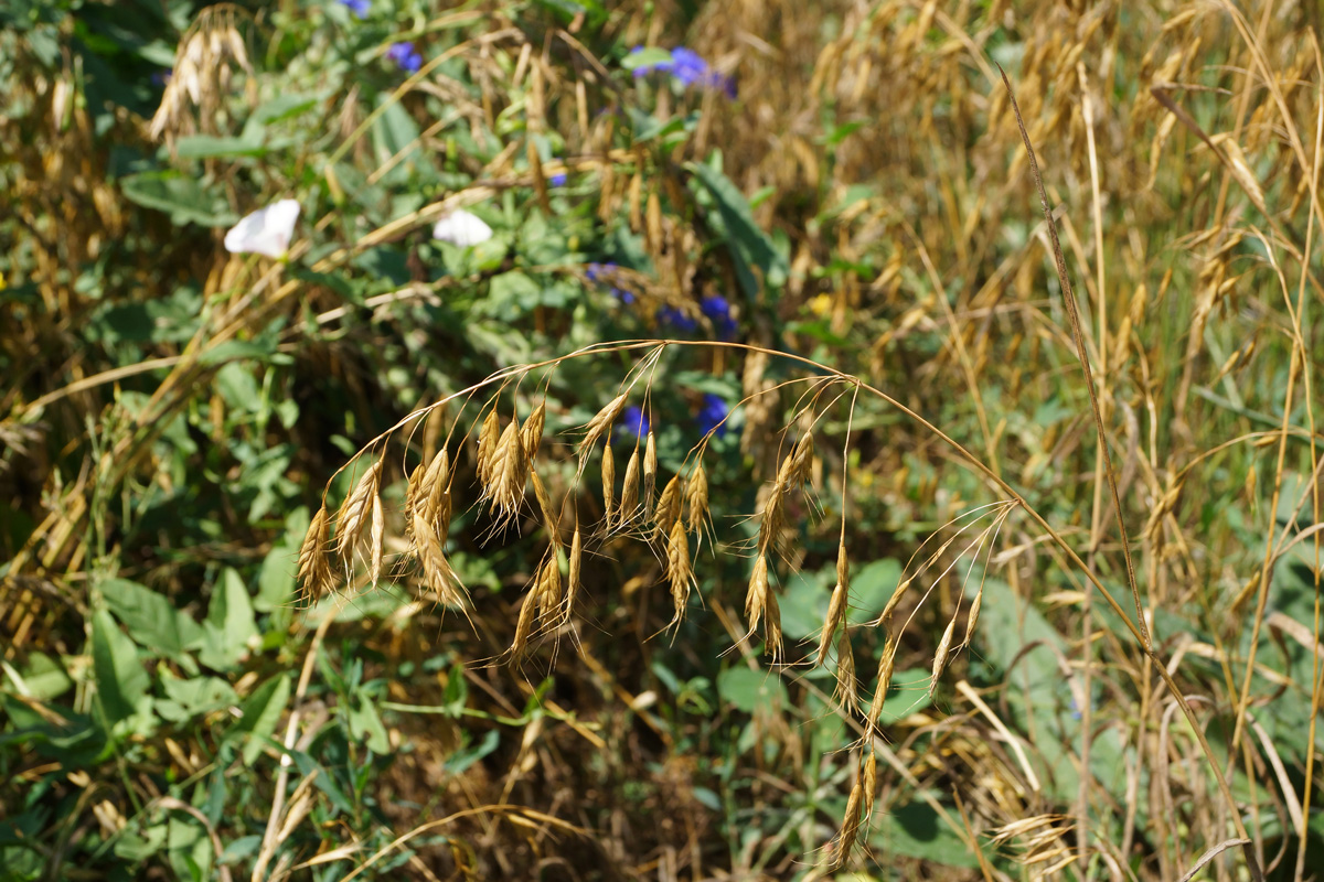 Изображение особи род Bromus.