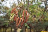 genus Robinia. Ветвь с созревшими плодами. Украина, г. Николаев, Заводской р-н, парк Лески. 16.10.2013.