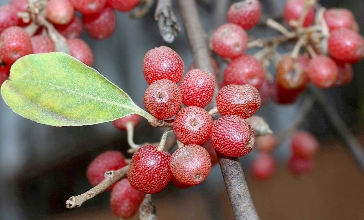 Image of Elaeagnus umbellata specimen.