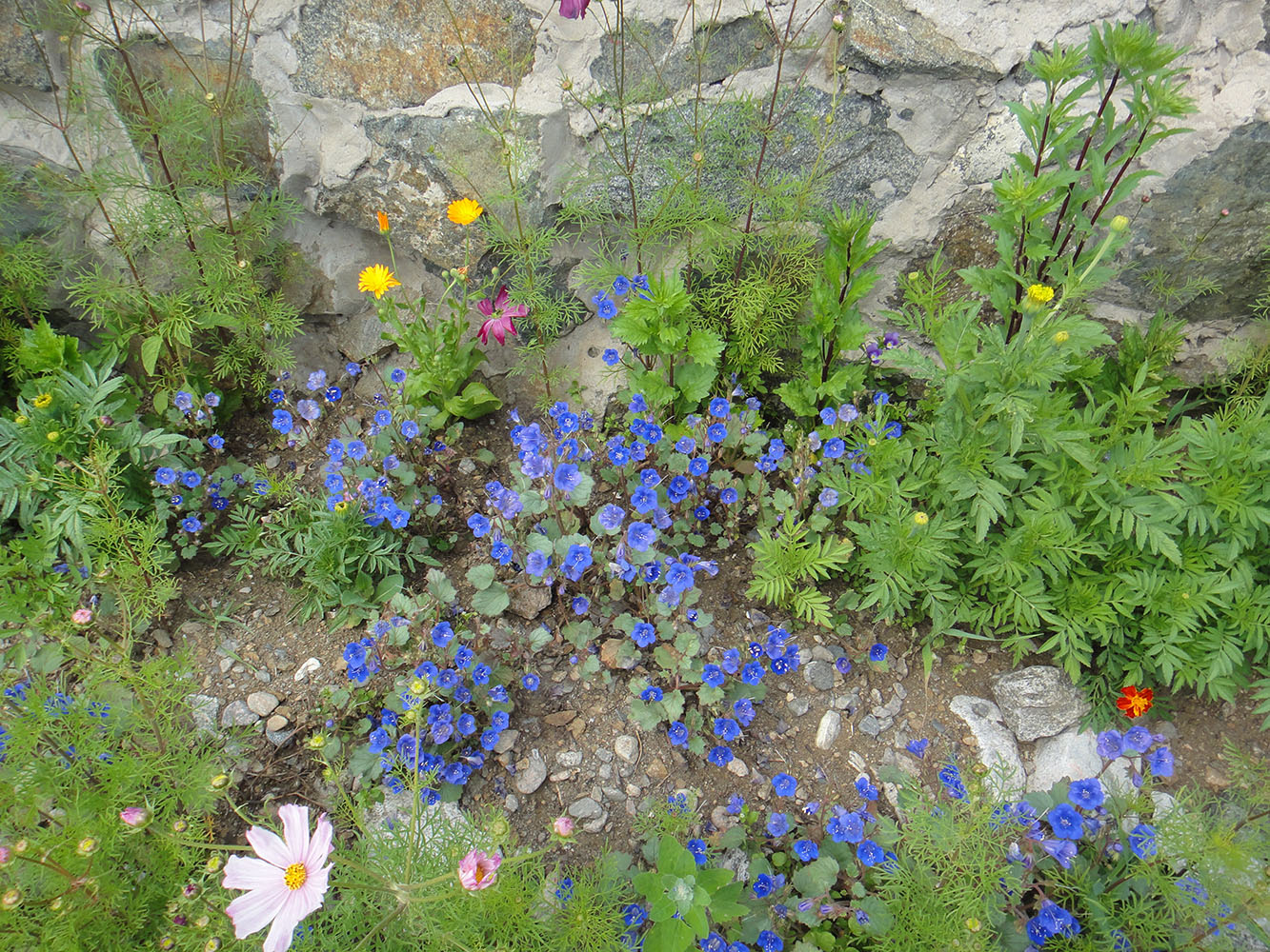 Изображение особи Phacelia campanularia.