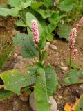 Persicaria amphibia. Цветущее растение (наземная форма). Беларусь, Гродненская обл., Новогрудский р-н, Заводские пруды, берег пруда. 21.08.2016.