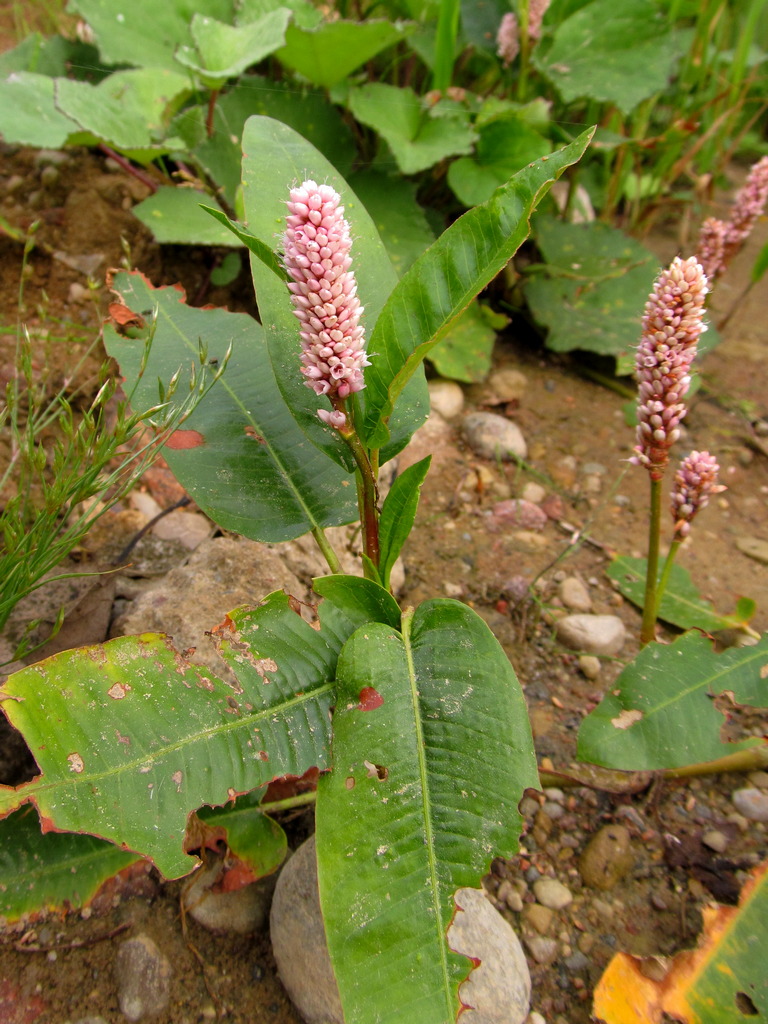 Image of Persicaria amphibia specimen.