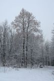 Tilia cordata. Покоящиеся обильно плодоносящие деревья под снегом. Санкт-Петербург, Дудергофские высоты, смешанный лес с участием широколиственных пород деревьев. 21.01.2018.