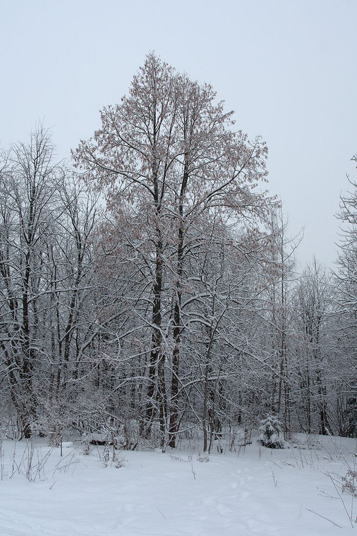 Image of Tilia cordata specimen.