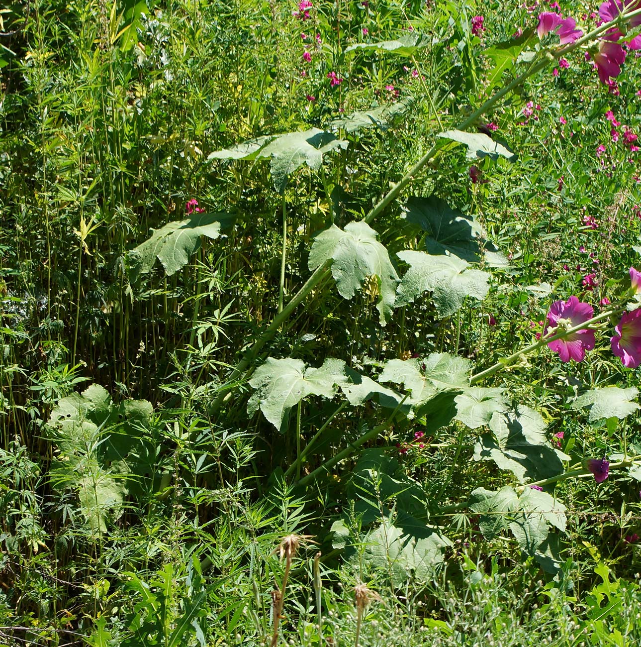 Image of Alcea rosea specimen.