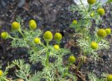Matricaria discoidea. Верхушки побегов с соцветиями. Камчатский край, Усть-Камчатск, пос. 2-й завод, берег залива в р-не парома. 25.08.2016.