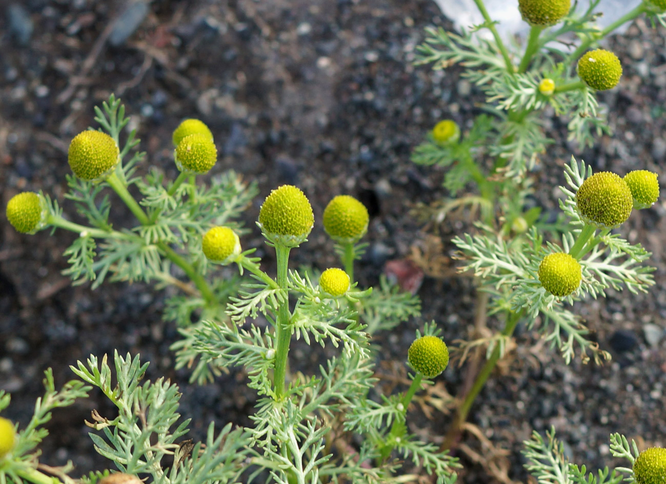 Image of Matricaria discoidea specimen.