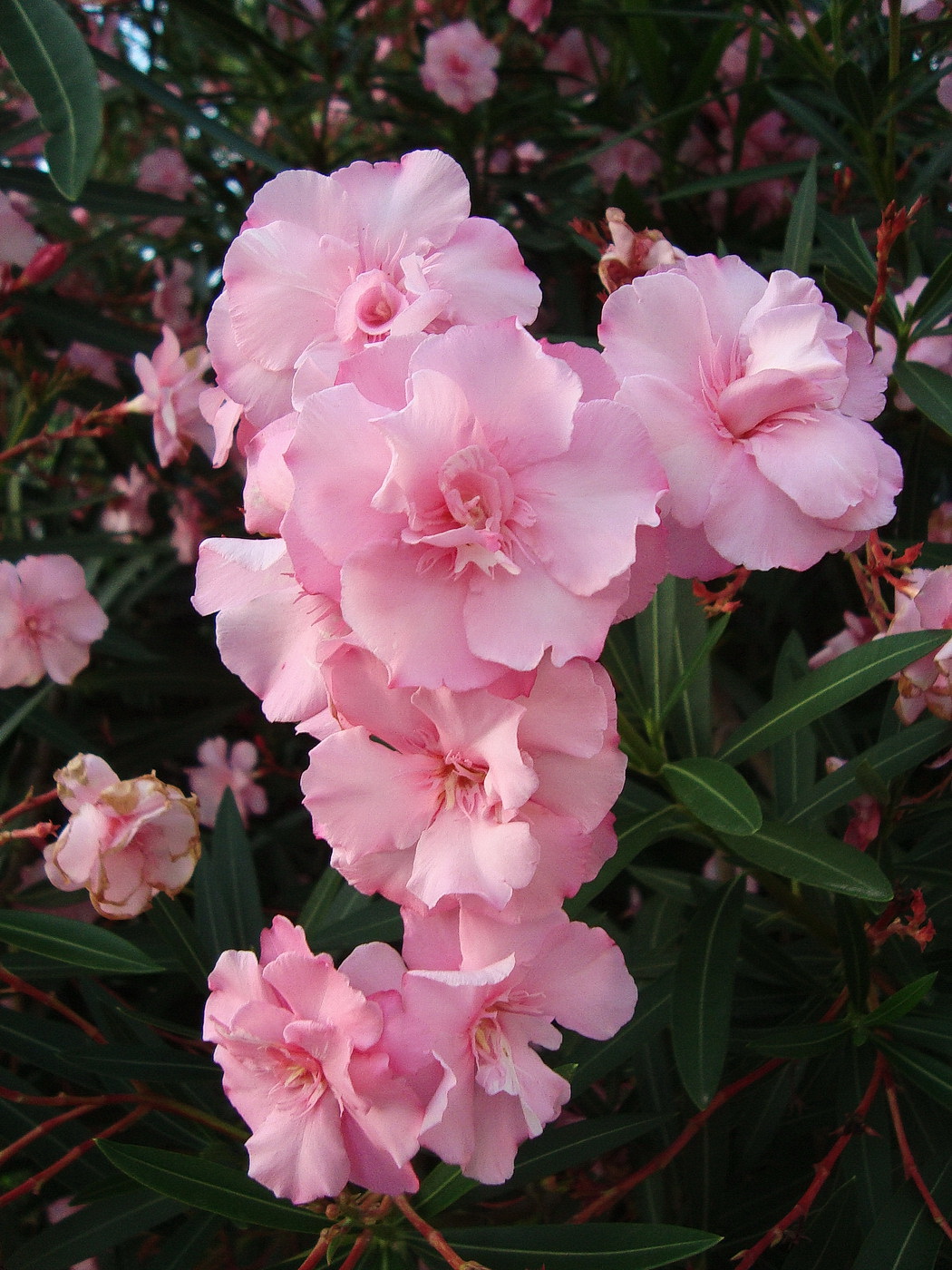 Image of Nerium oleander specimen.