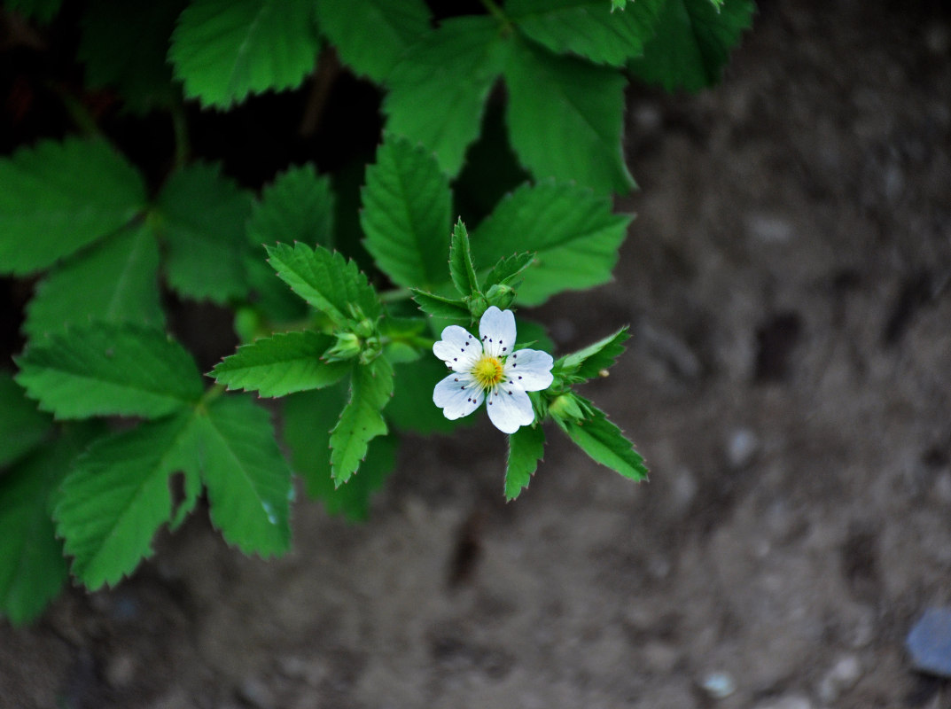 Image of Potentilla elatior specimen.