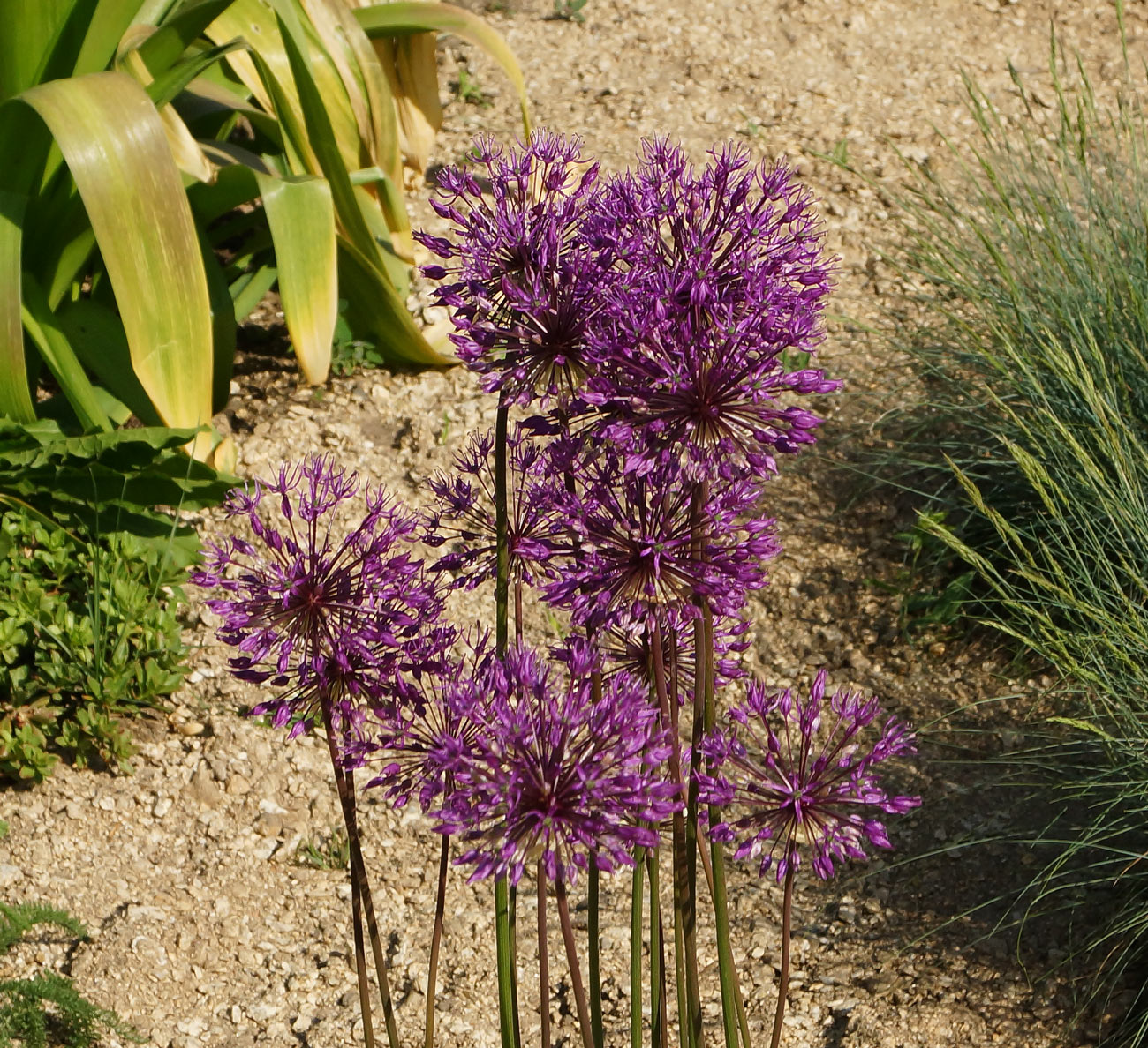 Image of genus Allium specimen.