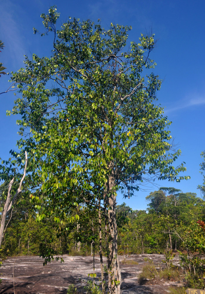 Image of Parastemon urophyllus specimen.