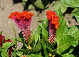 Celosia cristata