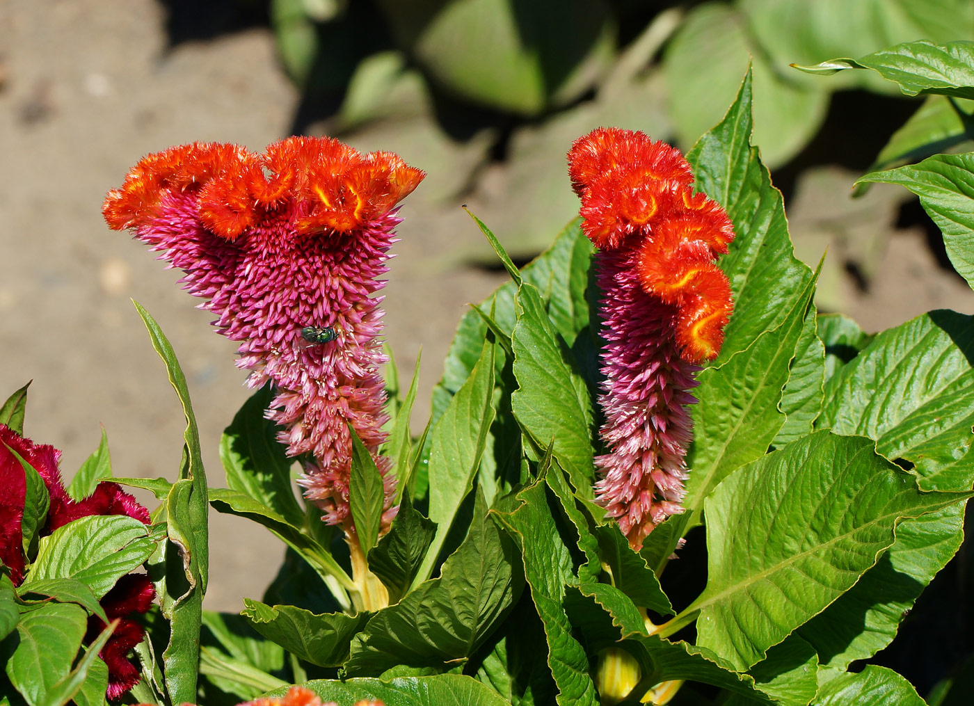 Image of Celosia cristata specimen.