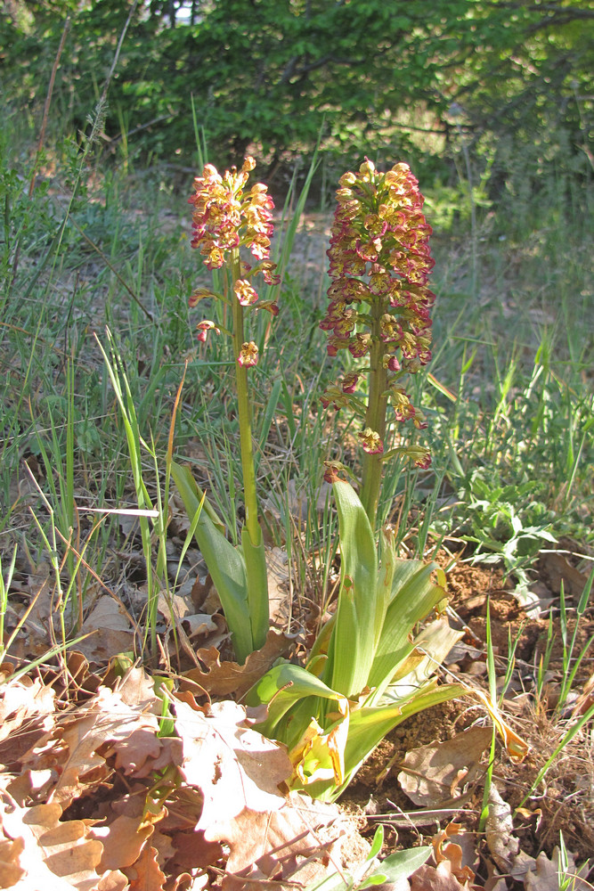 Image of Orchis &times; wulffiana specimen.