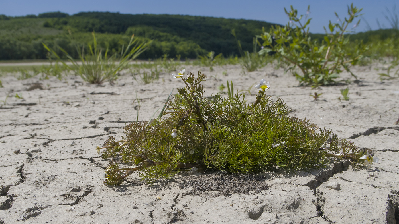 Image of Ranunculus rionii specimen.