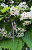 Catalpa bignonioides. Цветки, листья и прошлогодний плод. Краснодарский край, г. Тихорецк, в озеленении. 24.05.2018.