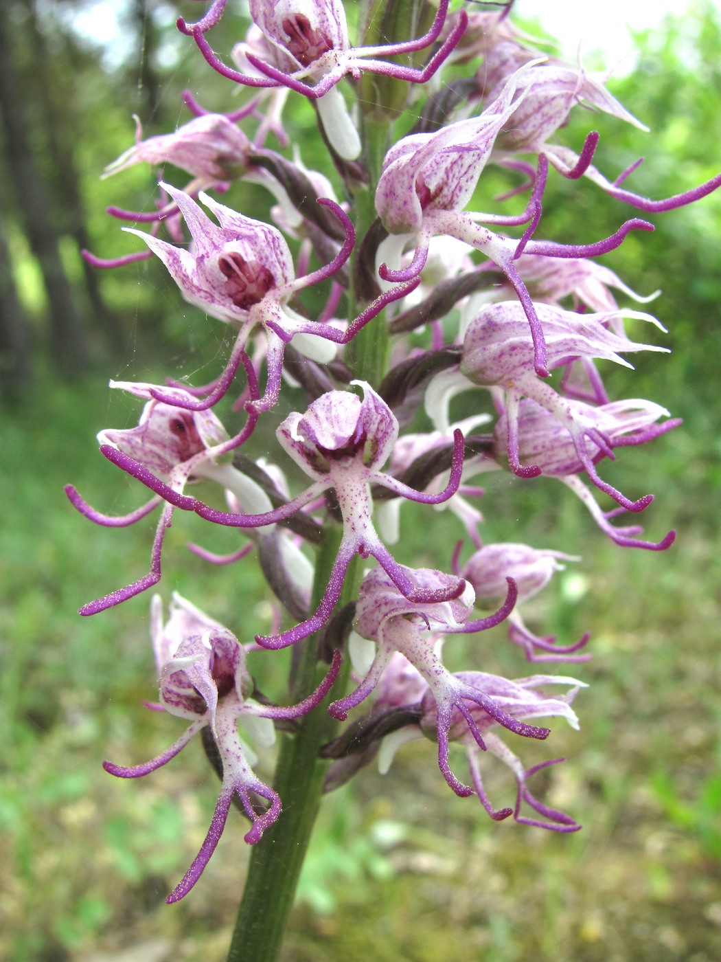 Изображение особи Orchis simia.