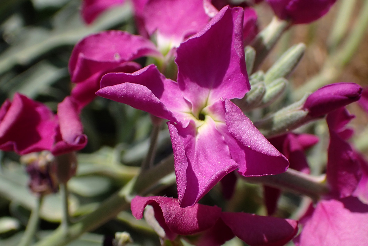 Image of Matthiola incana specimen.