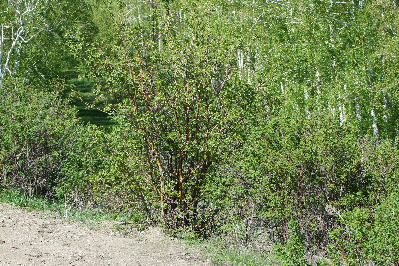 Image of Crataegus chlorocarpa specimen.