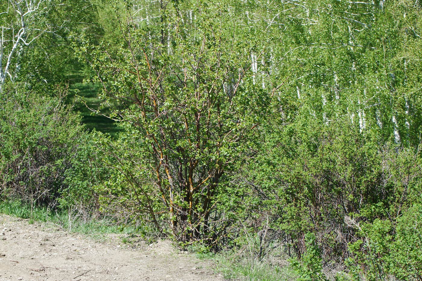 Изображение особи Crataegus chlorocarpa.