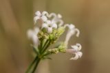 Asperula graveolens. Соцветие с цветками и завязавшимися плодами. Ростовская обл., Верхнедонской р-н, окр. хут. Морозовский, ур. Большие Буруны. 01.07.2018.