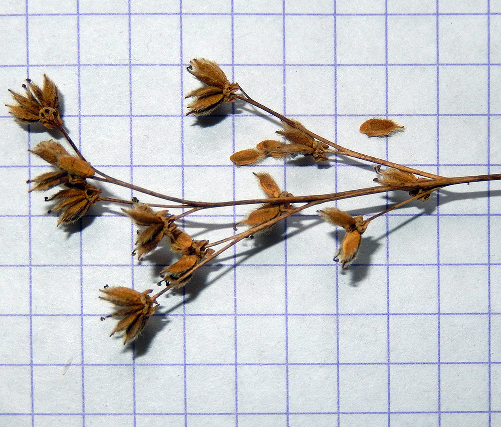 Image of Filipendula vulgaris specimen.