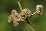 Malva moschata. Плоды. Ленинградская обл., Всеволожский р-н, окр. пос. Куйвози, в культуре. 23.09.2017.