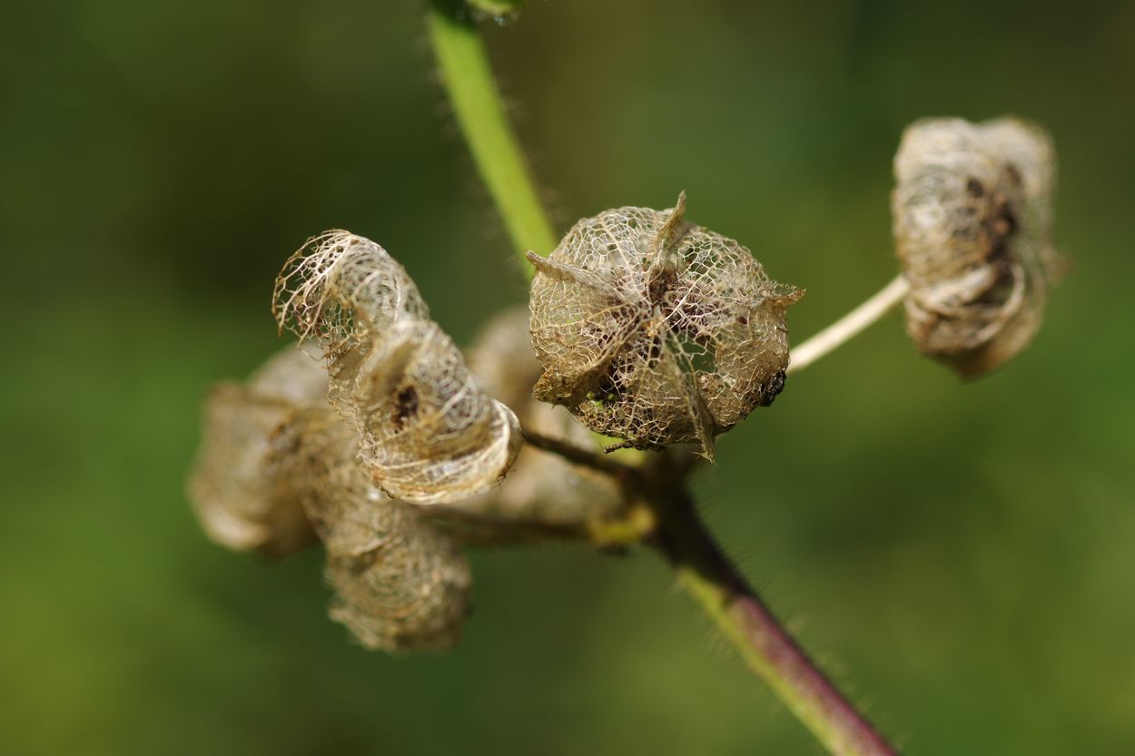 Изображение особи Malva moschata.