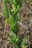 Linum nodiflorum