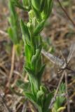 Image of taxon representative. Author is Павел Евсеенков