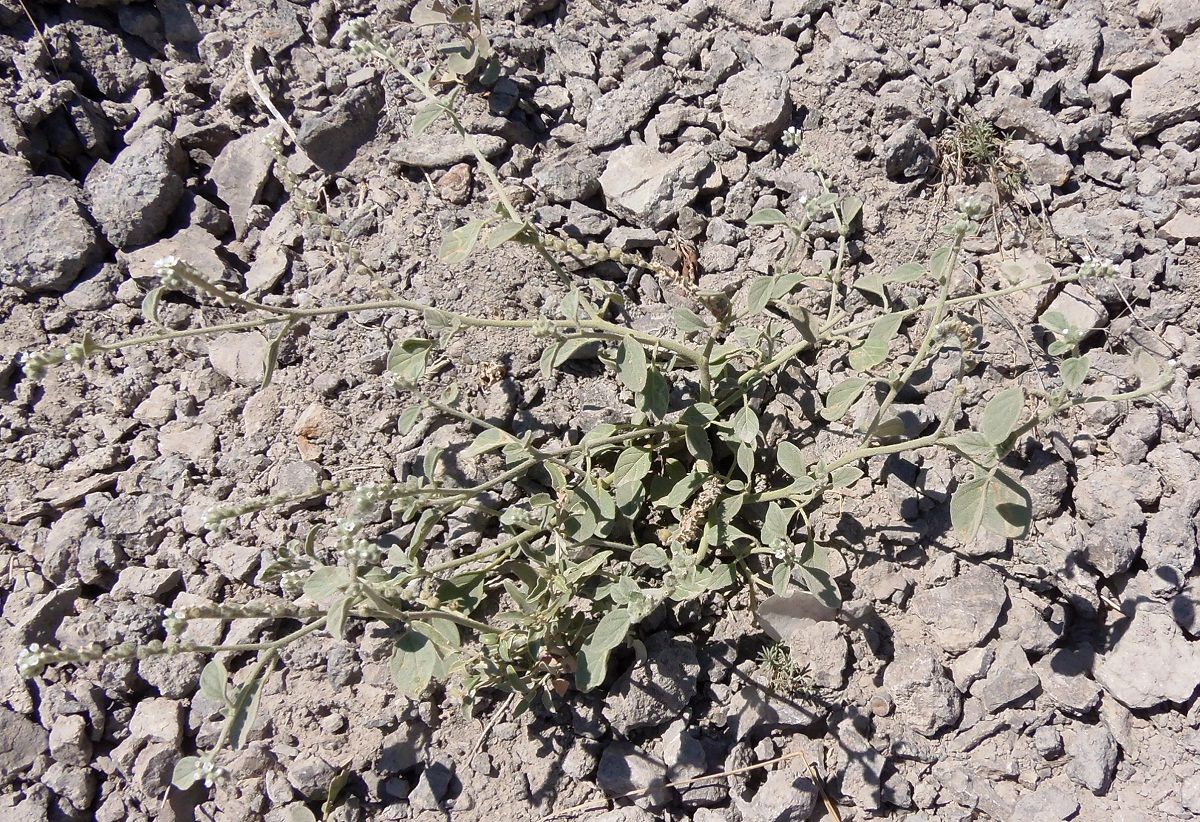Image of genus Heliotropium specimen.