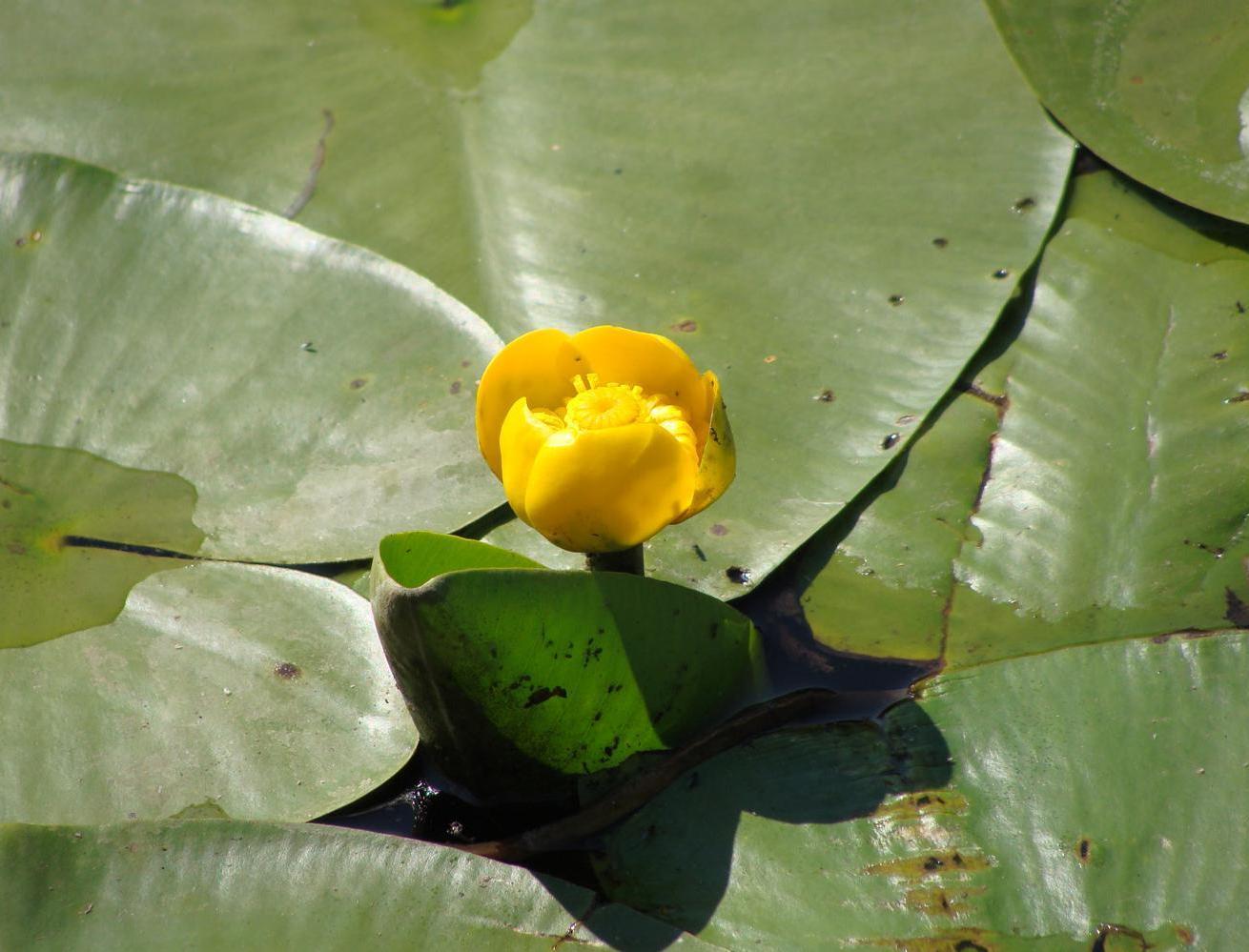 Изображение особи Nuphar lutea.